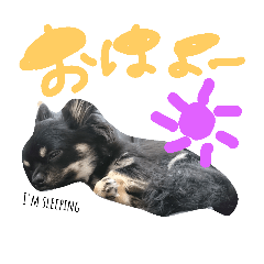[LINEスタンプ] チワワ  ハムスター