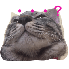[LINEスタンプ] ねこの実用スタンプ