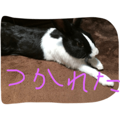 [LINEスタンプ] ウサギのぴょんすけの日常