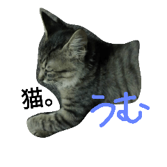 [LINEスタンプ] 猫なんです 