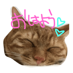 [LINEスタンプ] うちのにゃんこズ 