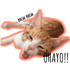 [LINEスタンプ] 猫ネコネコ fetchpriority=high