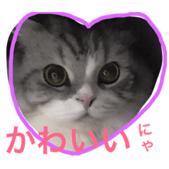 [LINEスタンプ] 毎日可愛い♡