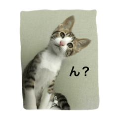 [LINEスタンプ] うちの猫ちゃん 上から目線編