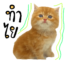 [LINEスタンプ] my Orange cat