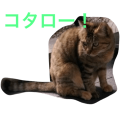 [LINEスタンプ] コタローさん