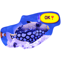 [LINEスタンプ] 海水魚のつぶやき！の画像（メイン）
