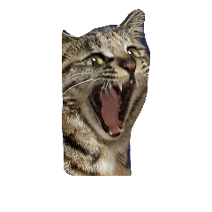 [LINEスタンプ] 猫と犬2