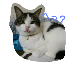 [LINEスタンプ] 犬猫 スタンプ