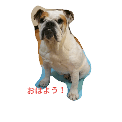 [LINEスタンプ] ブルドックの房子さん♪