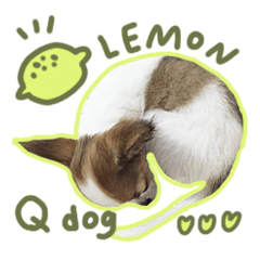 [LINEスタンプ] QQ lemon dog