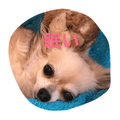 Chihuahuamm
