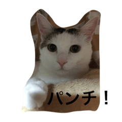 [LINEスタンプ] 猫隊123