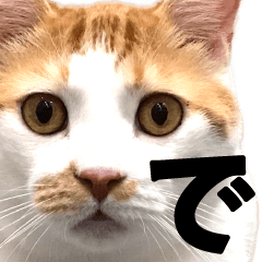 [LINEスタンプ] ネコビルの保護猫たち【1】の画像（メイン）