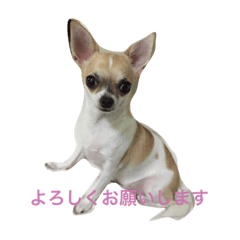 [LINEスタンプ] ピエムの挨拶 その1