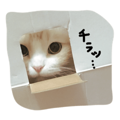 [LINEスタンプ] びすけ