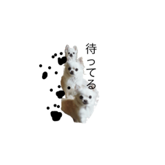 [LINEスタンプ] cocokikiruru