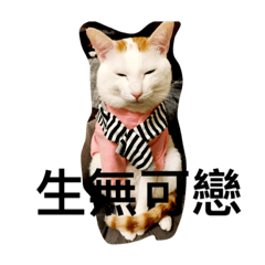 [LINEスタンプ] wucat