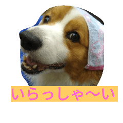 [LINEスタンプ] the corgi youcan't work 4