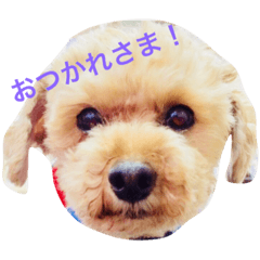 [LINEスタンプ] KURIBOU 1
