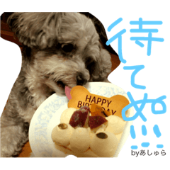 [LINEスタンプ] 蓮見家のアイドルあしゅら