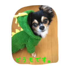 [LINEスタンプ] チワワのメリーちゃん スタンプ