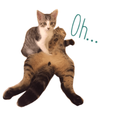[LINEスタンプ] ちゃるオリの使いやすいスタンプ
