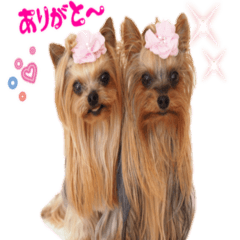 [LINEスタンプ] クレロラの日常