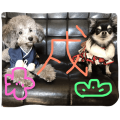 [LINEスタンプ] トイプードルと極小チワワ