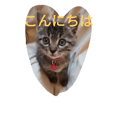 [LINEスタンプ] Neko no Mirin