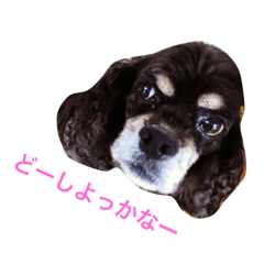 [LINEスタンプ] コッカー ライム