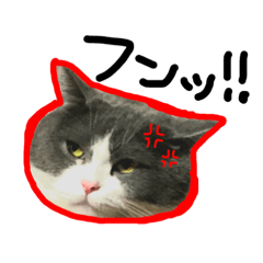[LINEスタンプ] 結構使える猫スタンプ
