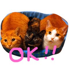 [LINEスタンプ] にやんこわんこ