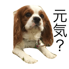 [LINEスタンプ] 大好きキャバリア