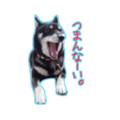 [LINEスタンプ] 黒柴やまとくん