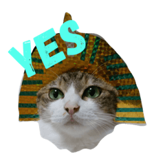 [LINEスタンプ] 猫 メイはづき 1.0