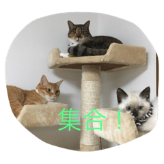 [LINEスタンプ] きゃっと