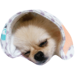 [LINEスタンプ] ポメにみえないポメ達