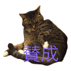 [LINEスタンプ] サブローの主張