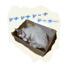 [LINEスタンプ] ネコは毛玉 5