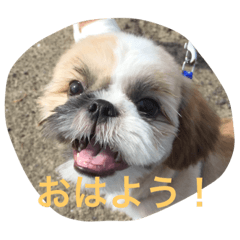 [LINEスタンプ] シーとドン