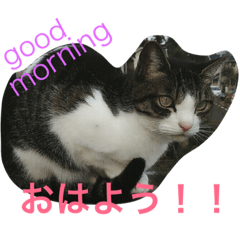 [LINEスタンプ] yaji＆momo