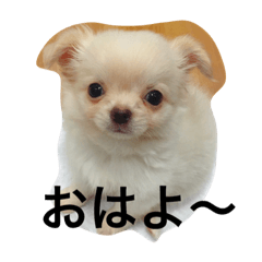 [LINEスタンプ] チワワです