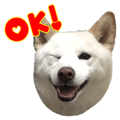 [LINEスタンプ] 白柴さき・黒柴いぶき・豆柴はづき