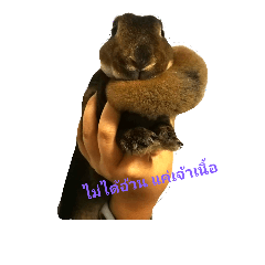 [LINEスタンプ] PhaLo_iNDy_Rabbit#1