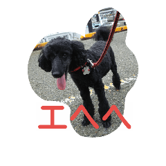[LINEスタンプ] noir the poodle