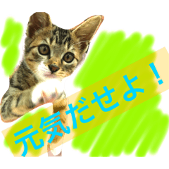 [LINEスタンプ] にゃんのあるある