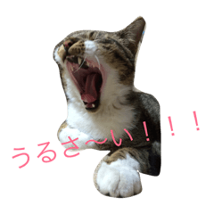 [LINEスタンプ] 地味に使えます(๑′ᴗ‵๑)