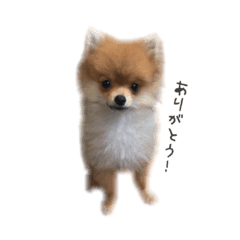 [LINEスタンプ] POPONN..