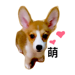 [LINEスタンプ] Welsh Corgi daily